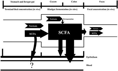 Sources of Dietary Fiber Affect the SCFA Production and Absorption in the Hindgut of Growing Pigs